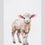 Miss Cotton Dish Towel Lamb in 100% Organic Cotton – Watercolor Illustration