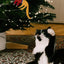 Dekoanhänger Gelbe Katze milin, am Fenster als Weihnachtsdekoration hängend, gelbes Katzenmotiv im Wintersonnenlicht